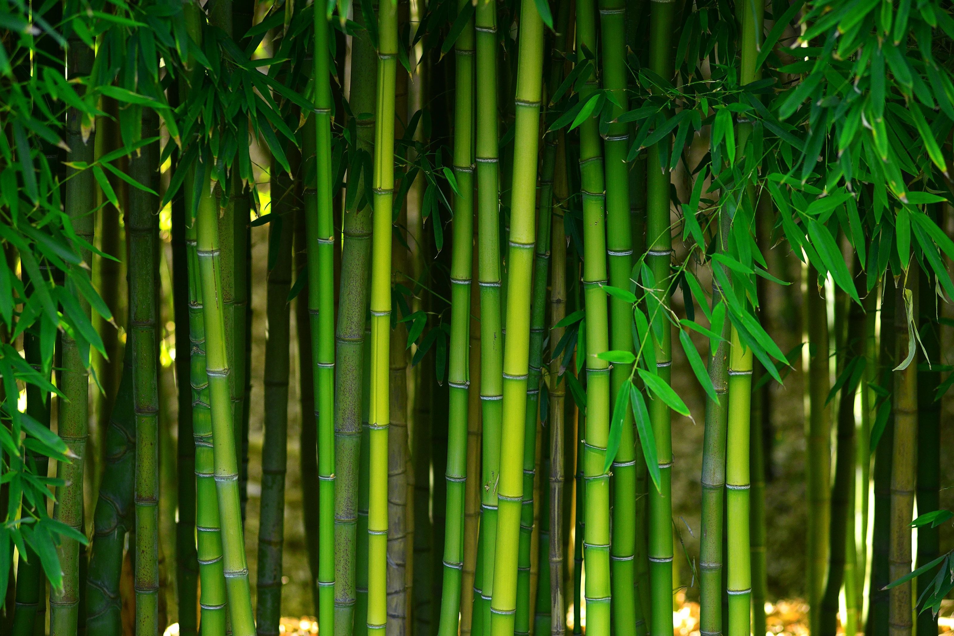 bamboo forest image | Canyon Floor Corporation